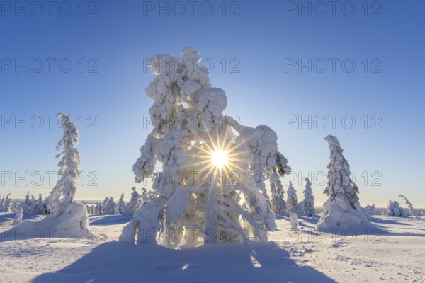 Tykky forest, snow covered spruce trees on the taiga in winter, Riisitunturi National Park in Finnish Lapland near Posio, Koillismaa, Finland, Europe