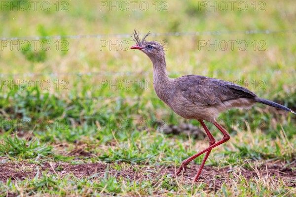 Red-footed seriema (Cariama cristata) Pantanal Brazil