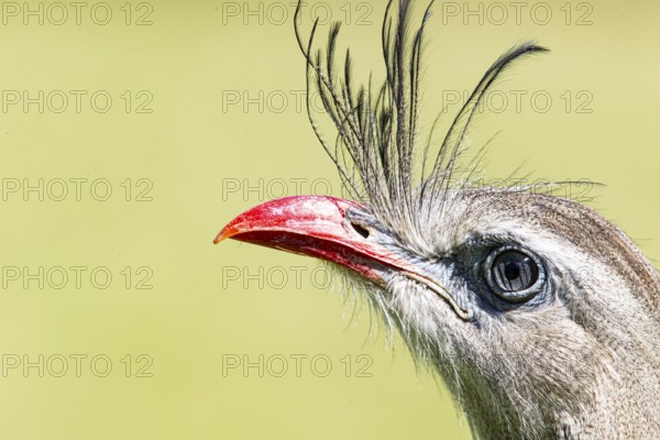 Red-footed seriema (Cariama cristata) Pantanal Brazil