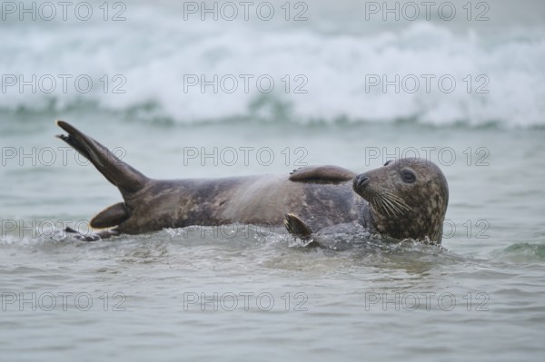 Grey seal (Halichoerus grypus) coming out of the water on the beach, Düne, Helgoland, Schleswig-Holstein, Germany, Europe