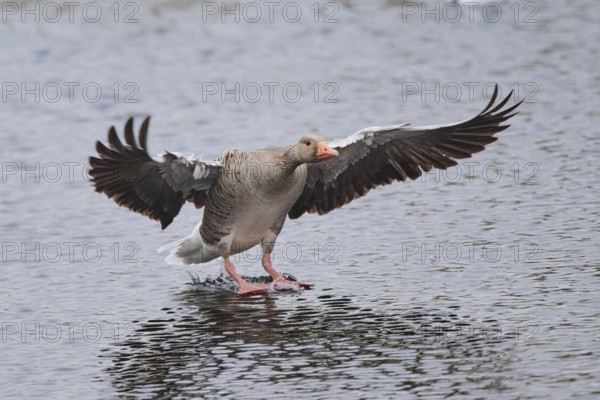 Graylag goose (Anser anser) landing in the water, Düne, Helgoland, Schleswig-Holstein, Germany, Europe