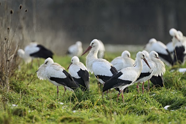 White storks (Ciconia ciconia), large flock standing in a meadow, Flachsee, Canton Aargau, Switzerland, Europe