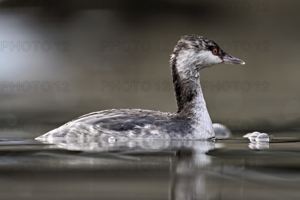Slavonian grebe (Podiceps auritus), adult, in a white plumage, winter plumage, swimming in Lake Zug, Switzerland, Europe