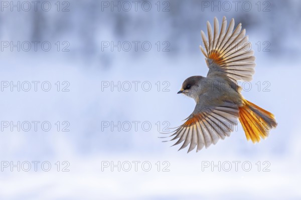 Siberian jay (Perisoreus infaustus, Corvus infaustus) in flight in snow covered taiga in winter, Scandinavia