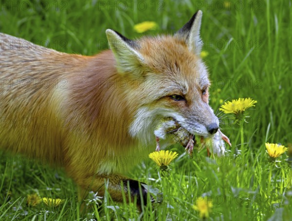 Red fox (Vulpes vulpes) running through meadow with mouthful of chicks after raiding chicken coop to feed its young, kits in spring