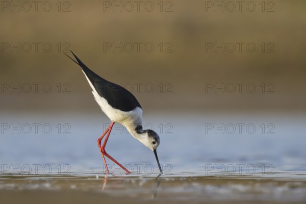 Black-winged Stilt (Himantopus himantopus) male foraging, North Rhine-Westphalia, Germany, Europe