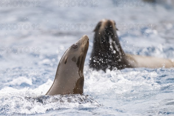 California sea lion (Zalophus californianus) swimming in the water, captive, Germany, Europe