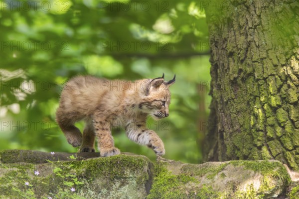 Eurasian lynx (Lynx lynx) cub (youngster) in a forest, Bavaria, Germany, Europe