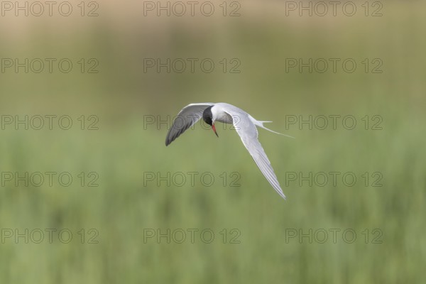 Common tern (Sterna hirundo) hovering over a marsh. Bas Rhin, Alsace, France, Europe