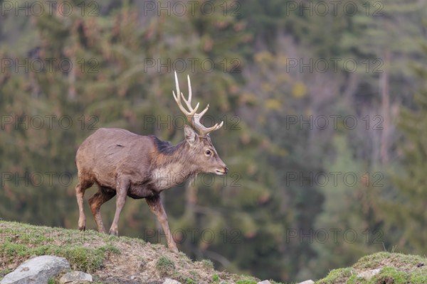 A Japanese sika deer stag (Cervus nippon nippon) runs across a meadow. In the background a forest can be seen