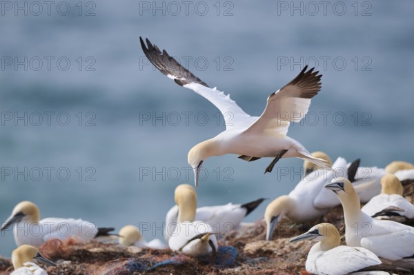 Northern gannet (Morus bassanus) over the colony on the cliffs, wildlife, Helgoland, Germany, Europe