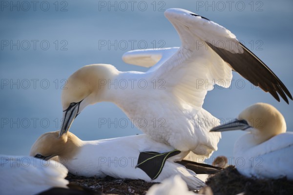 Northern gannet (Morus bassanus) couple having a love game on the cliff with the sea in the background, wildlife, Helgoland, Germany, Europe