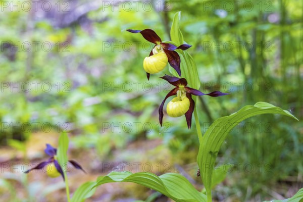 Beautiful Lady's-slipper orchid (Cypripedium calceolus) growing in a moist forest in the summer