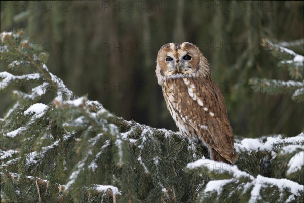 Tawny owl (Strix aluco), Czech Republic, Europe