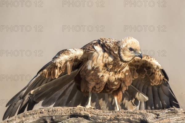 Western Marsh Harrier (Circus aeruginosus) female, Castile-La Mancha, Spain, Europe