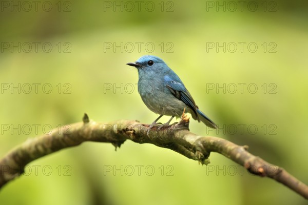 Pale Blue Flycatcher (Cyornis unicolor) male perched on a branch, Selangor, Malaysia, Asia