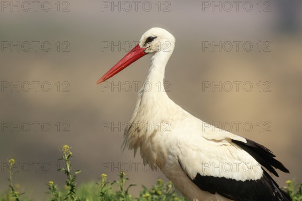 White Stork (Ciconia ciconia), Spain, Europe