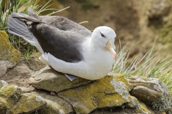Black-browed Albatross (Thalassarche melanophris) at a nesting colony in the Falkland Islands