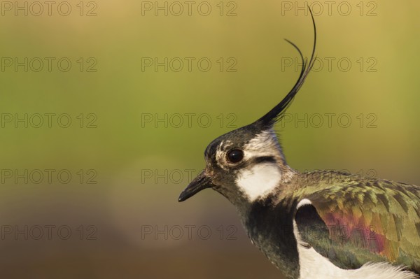 Northern Lapwing (Vanellus vanellus), Poland, Europe