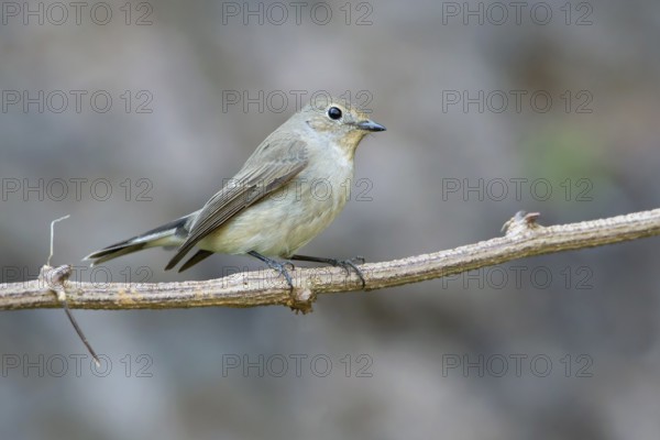 Taiga Flycatcher (Ficedula albicilla), Thailand, Asia