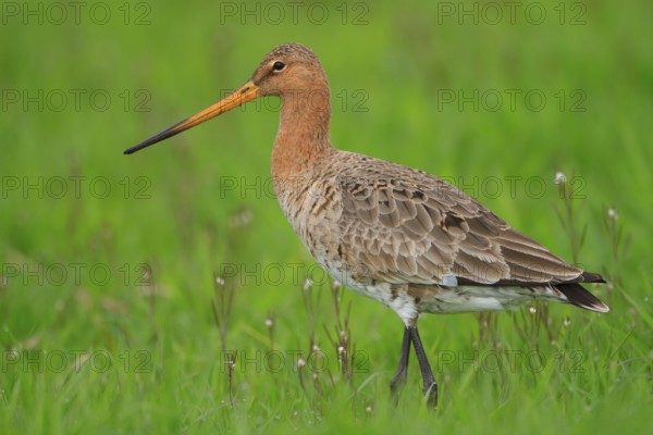 Black-tailed Godwit (Limosa limosa), Netherlands