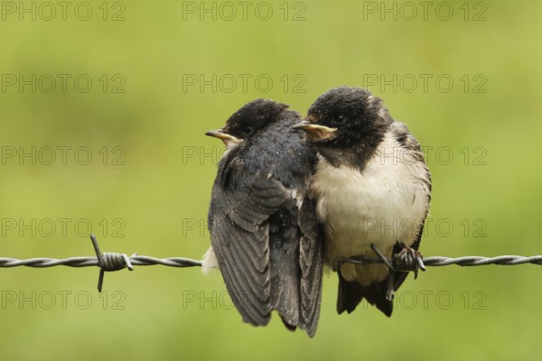 Barn Swallow (Hirundo rustica) juvenile, Lower Saxony, Germany, Europe