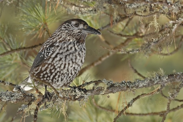 Spotted Nutcracker (Nucifraga caryocatactes), Grisons, Switzerland, Europe
