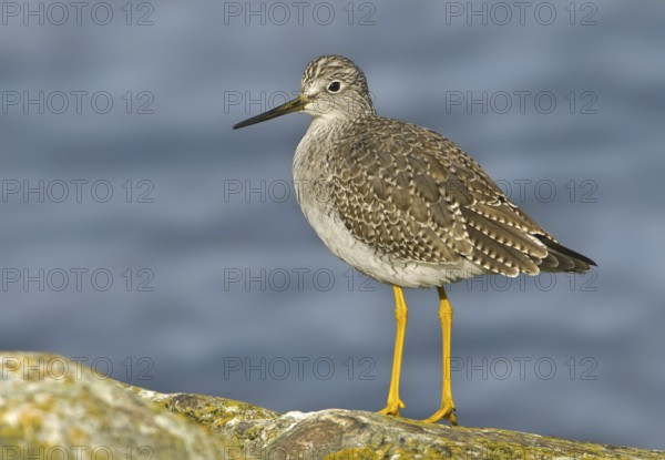 Greater Yellowlegs (Tringa melanoleuca), British Columbia, Canada, North America