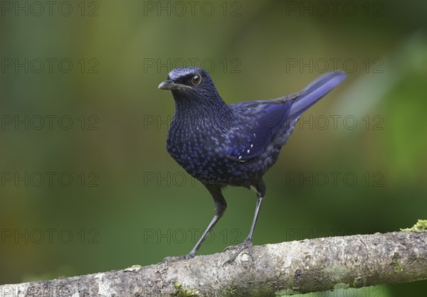 Blue Whistling Thrush (Myophonus caeruleus), Mae Wong, Thailand, Asia