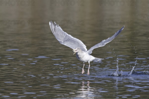 Glaucous-winged Gull (Larus glaucescens), British Columbia, Canada, North America