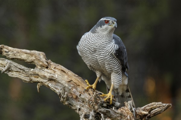 Northern Goshawk (Accipiter gentilis), adult male, Castile and Leon, Spain, Europe