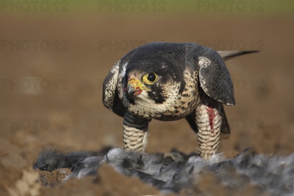Peregrine Falcon (Falco peregrinus) female, Baden-Wuerttemberg, Germany, Europe