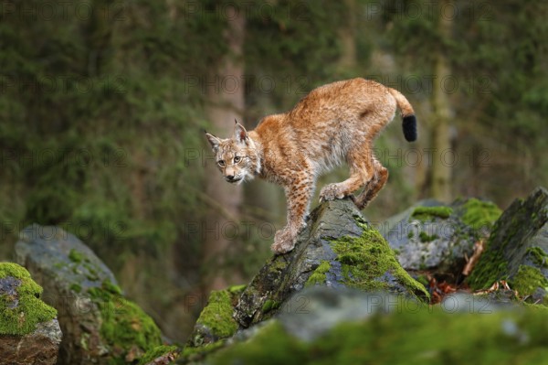 Lynx, Eurasian wild cat walking on green moss stone with green forest in background. Beautiful animal in the nature habitat, Germany. Lynx climbing on the rock. Wildlife hunting scene, central Europe