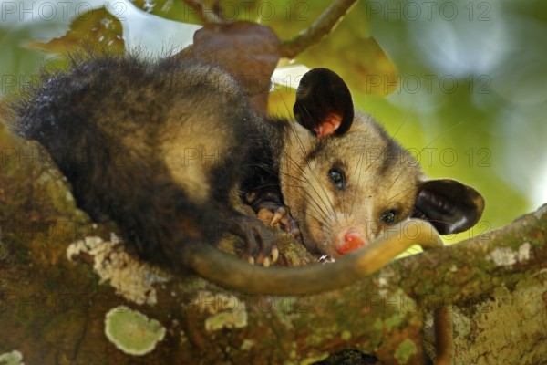 Opossum, Didelphis marsupialis, wild nature, Mexico. Wildlife animal scene from nature. Rare animal on the tree. Common Opossum, green vegetation, animal in the habitat. Tropic junge, Central America