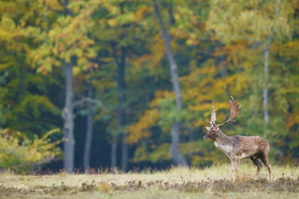 Damhirsch, Dama dama Fallow Deer, Dama dama