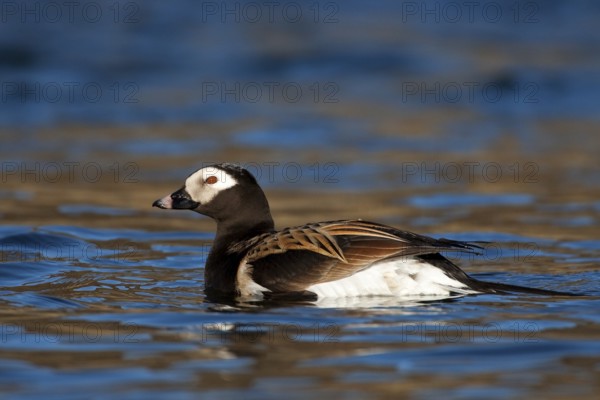Long-tailed Duck (Clangula hyemalis) male, Myvatn, Iceland, Europe