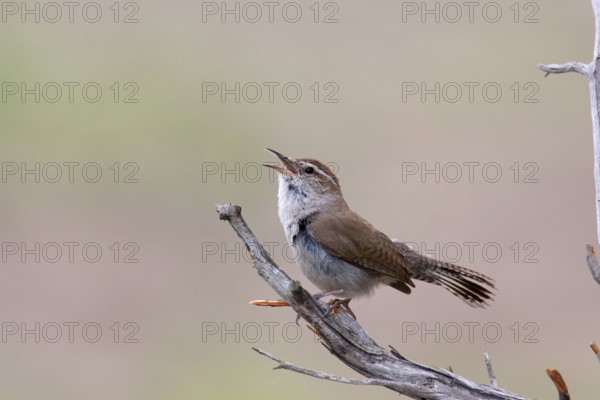 Bewick's Wren (Thryomanes bewickii) singing, Texas, USA, North America
