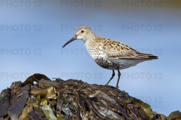 Dunlin (Calidris alpina), Iceland, Europe
