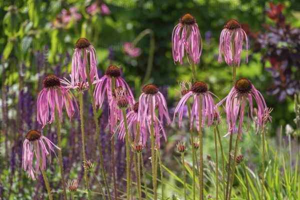 Flowers of the medicinal plant coneflower (Echinacea pallida), Münsterland, North Rhine-Westphalia, Germany, Europe