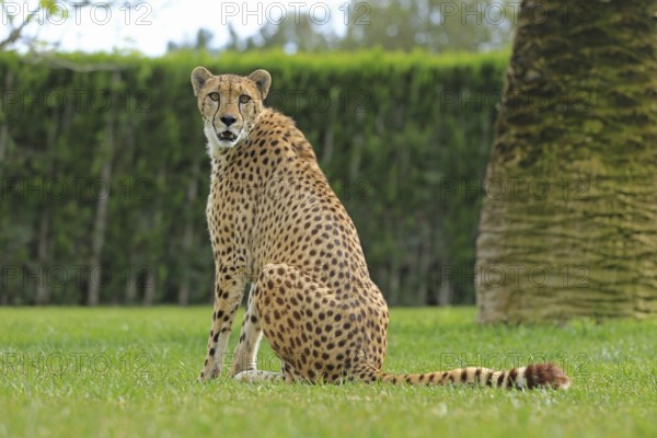 Cheetah (Acinonyx jubatus), meadow, captive