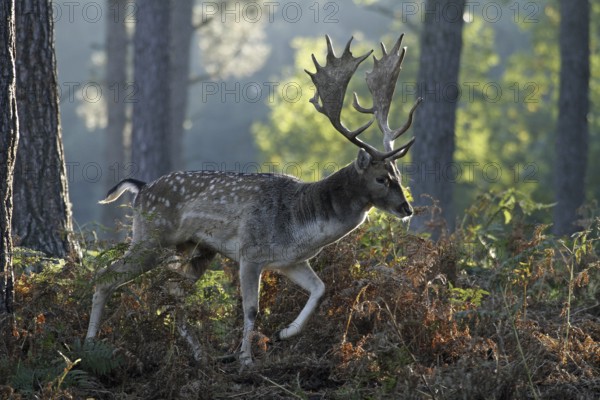Fallow deer (Dama dama), fallow deer, forest
