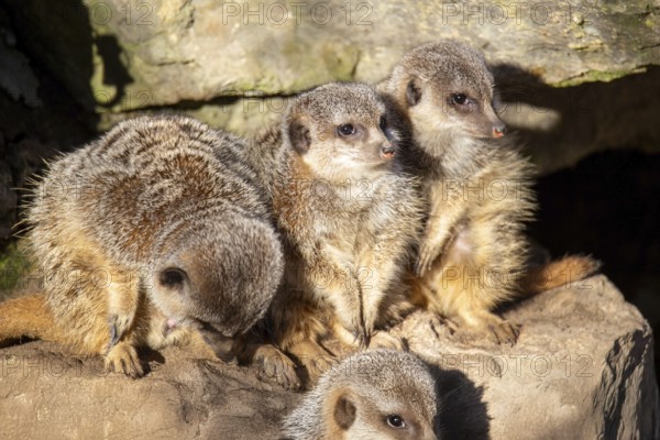 Close-up of meerkat (Suricata suricatta)