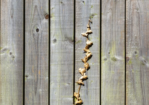 Withered brown dead ivy plant climbing up wooden fence, UK