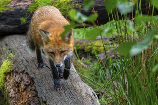 Foraging red fox (Vulpes vulpes) walking over fallen tree trunk at edge of forest