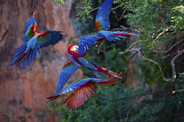 Red-and-green macaw (Ara chloropterus) Buraco das Araras Brazil
