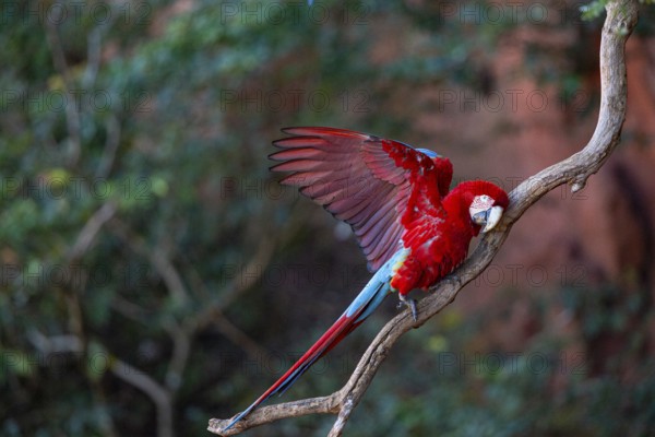 Red-and-green macaw (Ara chloropterus) Buraco das Araras Brazil