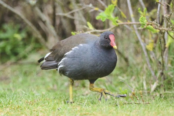 Common moorhen (Gallinula chloropus) on a meadow, Düne, Helgoland, Schleswig-Holstein, Germany, Europe