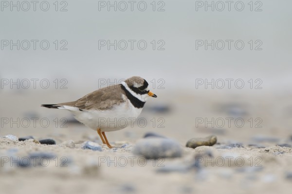 Common ringed plover (Charadrius hiaticula) on the beach, Düne, Helgoland, Schleswig-Holstein, Germany, Europe
