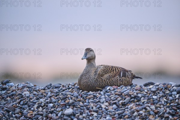Common eider (Somateria mollissima) female on the beach at sunset, Düne, Helgoland, Schleswig-Holstein, Germany, Europe