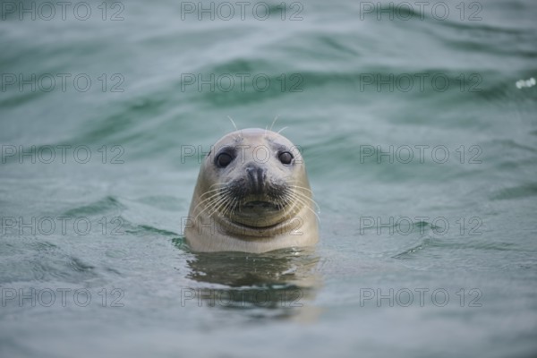 Grey seal (Halichoerus grypus) looking out of the water while swimming in the sea, Düne, Helgoland, Schleswig-Holstein, Germany, Europe